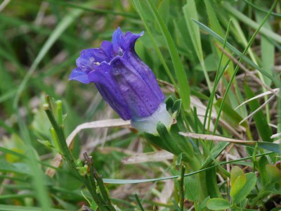 Gentiana sp..jpeg