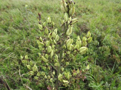 Veratrum album 1.jpg