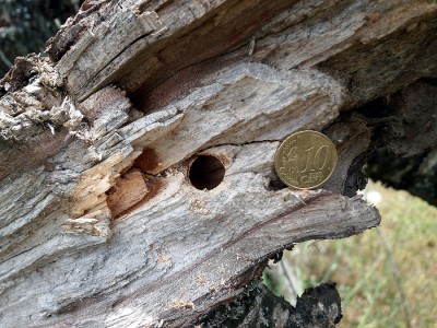 Sprawdziliśmy czyim dziełem są te charakterystyczne otwory w drewnie. Spróbujecie odgadnąć?