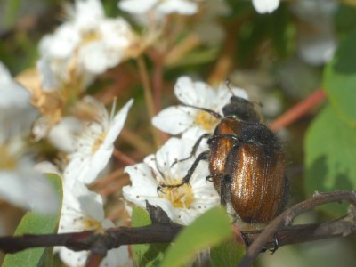 5. Phyllopertha horticola.JPG