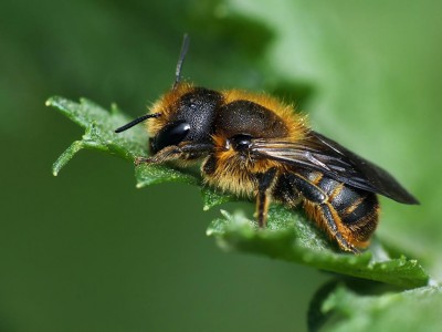 Osmia..jpg