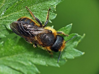 Osmia.jpg