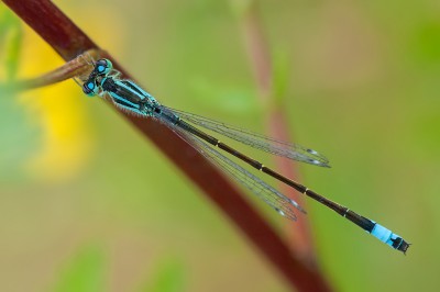 Foto. 1. 2013-07-27 Ischnura elegans