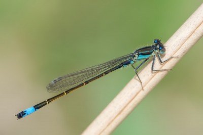 Foto. 2. 2015-05-08 Ischnura elegans