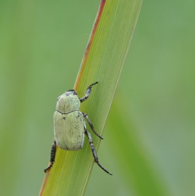 Hoplia parvula.JPG