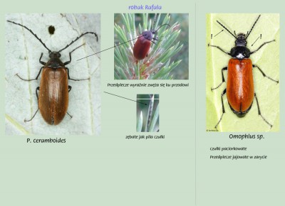 Pseudocistela vs. Omophlus.jpg