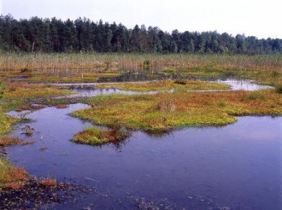 Klasyczny widok w Żurawim Bagnie