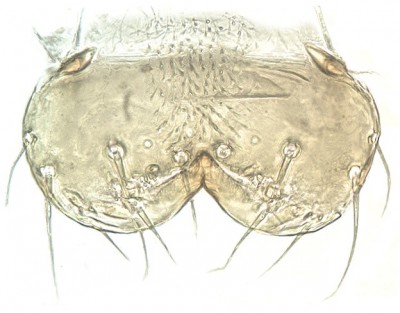 labrum_l1_larvae_jpg.jpg