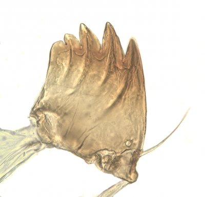 mandible_L1 C unicolor.png