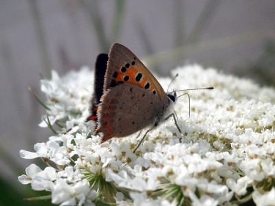 Czerwończyk, czyżby Lycaena ottomana?