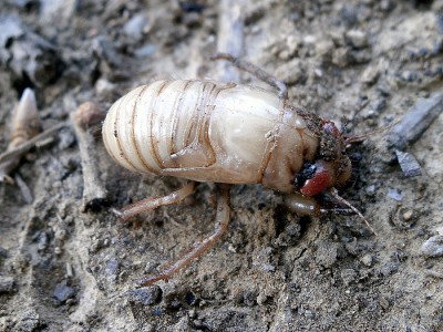 Wykopana przez Tempelika podczas zakładania pułapek glebowych nimfa cykady