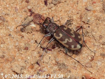 Cicindela.jpg