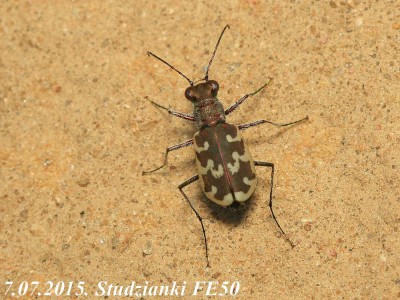 Cicindela 2.jpg