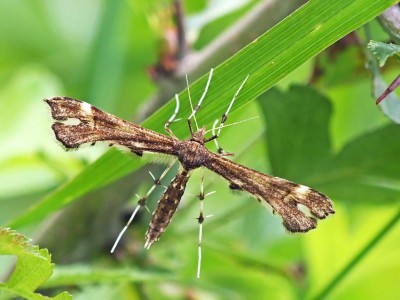 Pterophoridae.jpg