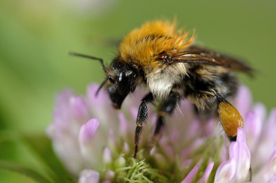 Bombus-pascuorum.jpg