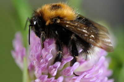 Bombus-hypnorum.jpg