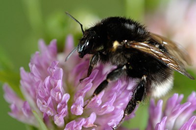 Bombus-hortorum.jpg