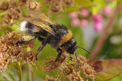 Bombus terrestris2.jpg