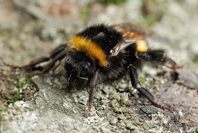 Bombus terrestris1.jpg