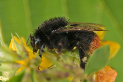 Bombus lapidarius.jpg