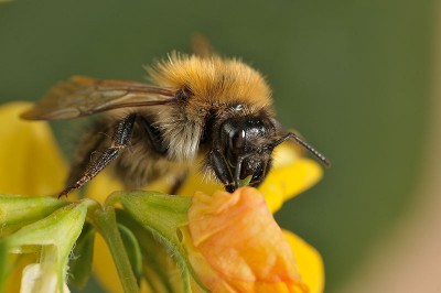 Bombus humilis1.jpg