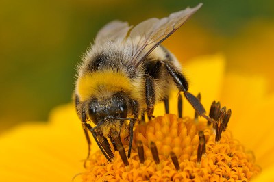 Bombus hortorum1.jpg