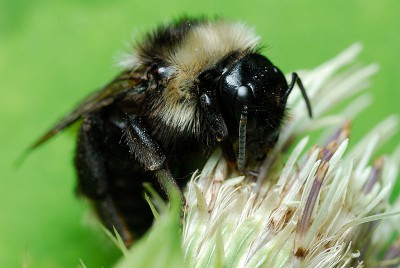 Psithyrus-campestris.jpg