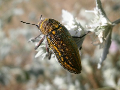 Julodis sp. - gatunki z tego rodzaju preferowały ciepłe, otwarte stanowiska