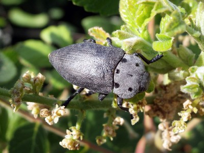 Capnodis sp. - ten czerniec jest sfotografowany w swoim biotopie na roślinie żywicielskiej