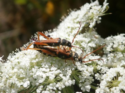 Stenopterus flavicornis ucztował i odbywał gody na kwiatach