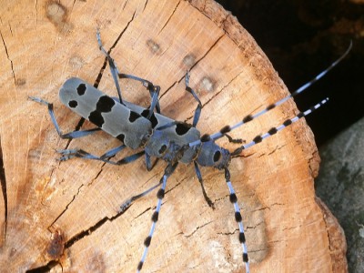 ... podobnie jak i Rosalia alpina przydybana przez nas w szczycie rójki