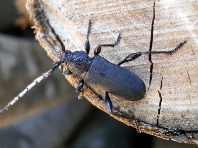 Ropalopus calvipes nie wybrzydzał i siadał na wielu gatunkach drzew lisciastych