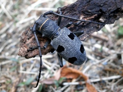 Morimus funereus także nie marudził. Byle wałek był grubszy i byle pozostawał w cieniu