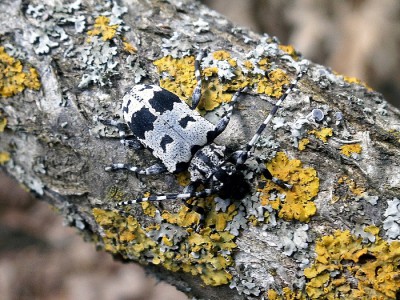 Za to przepiękny Aegomorphus krueperi wolał cieńszy dębowy materiał