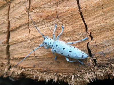 A Saperda octopunctata tradycyjnie trzymała się lipy