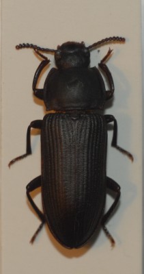 Tenebrio opacus.jpg