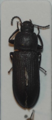 Tenebrio obscurus.jpg