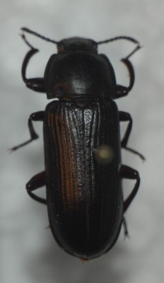 Tenebrio molitor.jpg