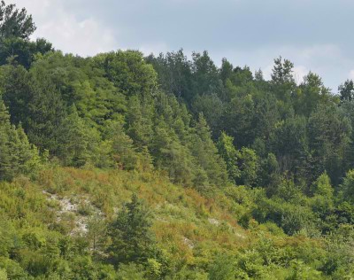 Fragmenty odkrytej skarpy zarastają.