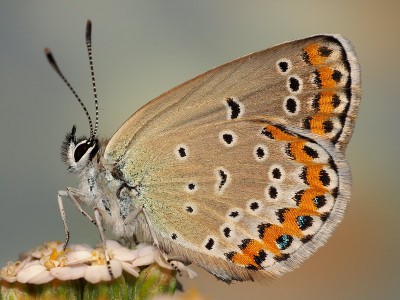 Argyrognomon z Kazimierza, 2 pokolenie