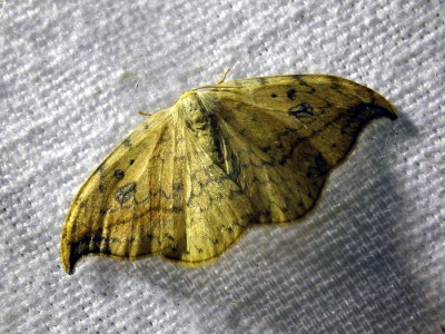 Drepana falcataria