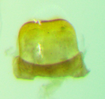 Nie postarałem się, z warstwami wyszło by lepiej. Szerokość jakieś 0,3 mm. Dla samego zaprezentowania kształtu jak dla mnie ok.