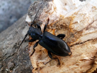 Saphanus piceus bartolonii_samica.JPG