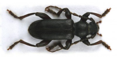 Saphanus piceus bartolonii_male.JPG