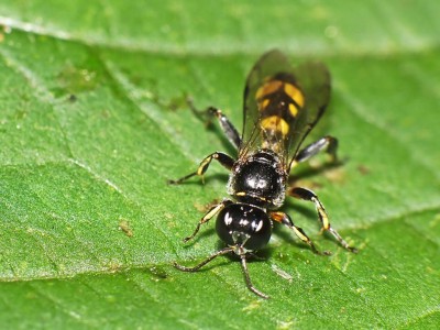 Crabronidae.jpg