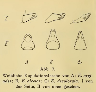 z Lorkovic (1938) - samice