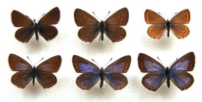 Polyommatus icarus samice.jpg