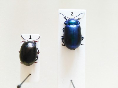 chrysomelidae.jpg