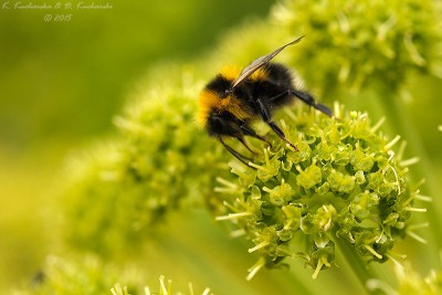 Bombus sp.