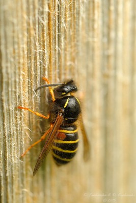 Vespula sp.